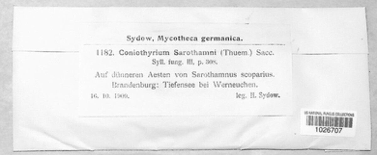 Coniothyrium sarothamni image